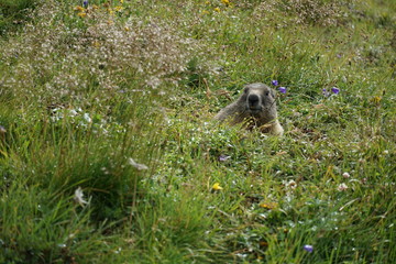 Beautiful and curious marmot in the mountains