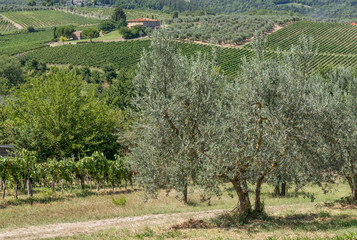 Fototapeta na wymiar Typical Chianti landscape with vineyards and olive trees between the provinces of Florence and Siena, Tuscany, Italy