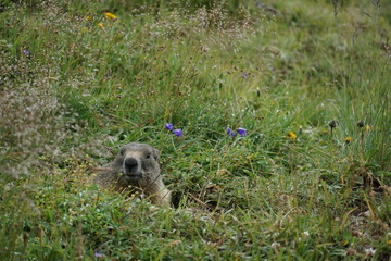 Beautiful and curious marmot in the mountains
