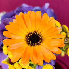 Luminous orange gerbera surrounded by violet and yellow flowers and a pink painted wall. 