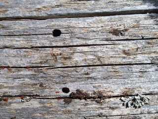 Texture de bois mort matériaux