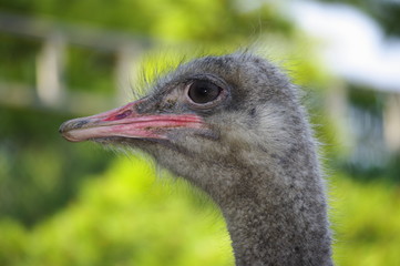 타조.조류. 샤프니스.응시.