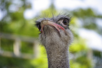 타조.조류. 샤프니스.응시.