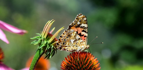 Wunderschöner Schmetterling sitzt auf einer Echinaceablüte im Sonnenschein
