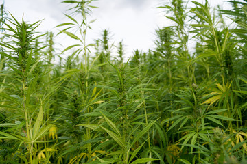 canabis on marijuana field ganja farm sativa leaf weed medical hemp hash plantation cannabis legal or illegal drug