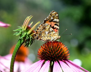Wunderschöner Schmetterling sitzt auf einer Echinaceablüte im Sonnenschein
