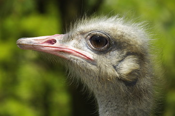 타조.조류. 샤프니스.응시.