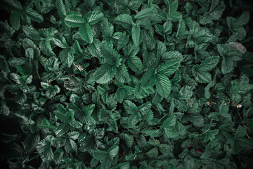 Naklejka na ściany i meble Creative flat lay layout wide angle on dark green leaves
