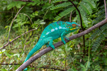close-up of male green Panther chameleon (Furcifer pardalis) in Lokobe nature strict reserve in Madagascar, Nosy Be, Africa
