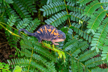 Female Panther chameleon (Furcifer pardalis) in Lokobe nature strict reserve in Madagascar, Nosy Be, Africa
