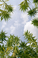 canabis on marijuana field ganja farm sativa leaf weed medical hemp hash plantation cannabis legal...