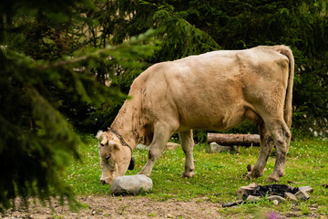 mountain cow 