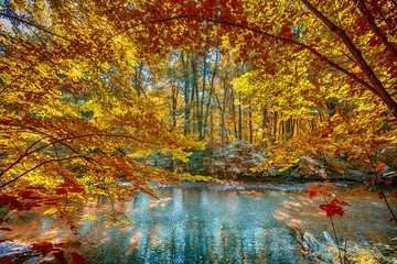 autumn forest and the river 