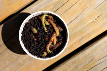 Earthworms dyed green in compost in a container