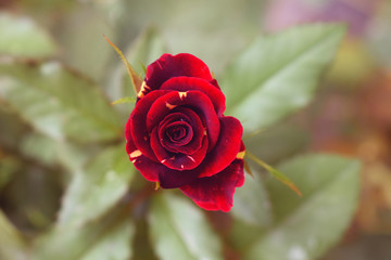 Red rose