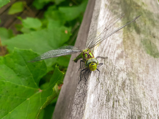 dragonfly on leaf