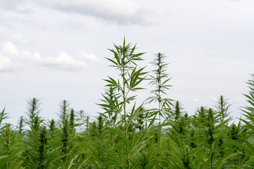 canabis on marijuana field ganja farm sativa leaf weed medical hemp hash plantation cannabis legal or illegal drug