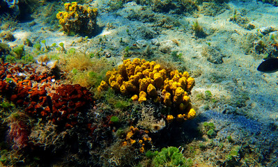 Yellow Tube Sea Sponge - Aplysina Aerophoba 