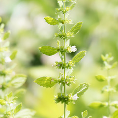 A blooming medicinal plant in the garden. One beautiful branch of the lemon balm with flowering blossoms and green leaves.