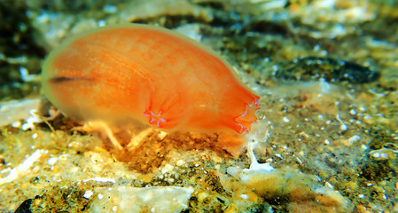 Fototapeta na wymiar Underwater scene of vase sea squirt - Ciona intestinalis 