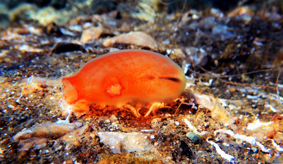 Underwater scene of vase sea squirt - Ciona intestinalis 