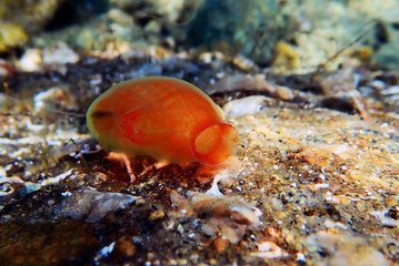 Underwater scene of vase sea squirt - Ciona intestinalis 