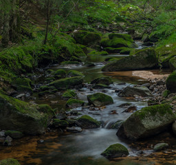 Skrivan creek in Krusne mountains in summer nice sunny day