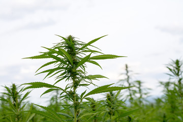 canabis on marijuana field ganja farm sativa leaf weed medical hemp hash plantation cannabis legal...