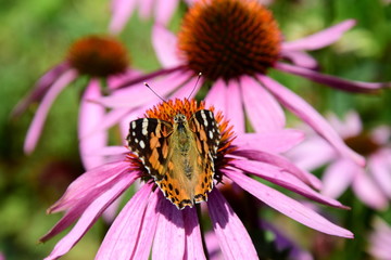 Wunderschöner Schmetterling sitzt auf einer Echinaceablüte im Sonnenschein