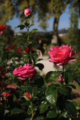 Parc de Bagatelle, rose garden