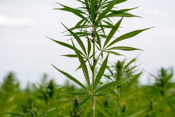 canabis on marijuana field ganja farm sativa leaf weed medical hemp hash plantation cannabis legal...