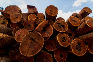 Logs in a sawmill yard - Amazônia, Pará / Brazil