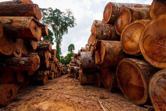Logs in a sawmill yard - Amaz&ocirc;nia, Par&aacute; / Brazil