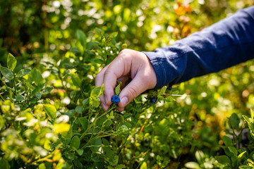 Young hand picking ripe blueberries close up