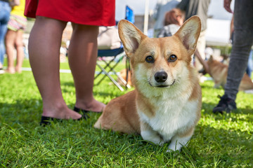 Welsh Corgi is a small dog with short paws close-up