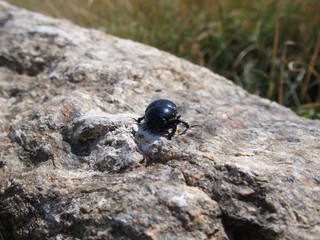 Scarabée sur roche en nature en milieu alpin