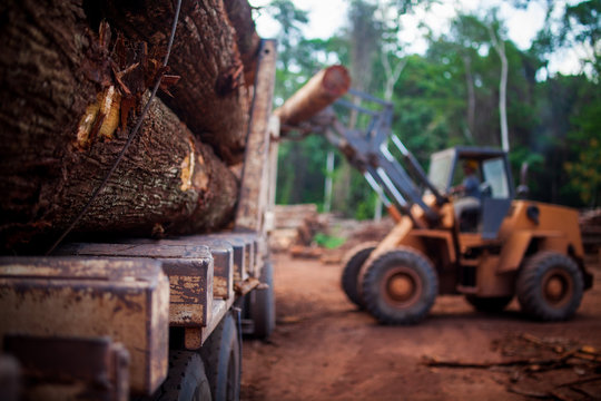 Logs in a sawmill yard - Amaz&ocirc;nia, Par&aacute; / Brazil