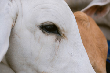 Close up of cows eyes in a farm eating grass hay