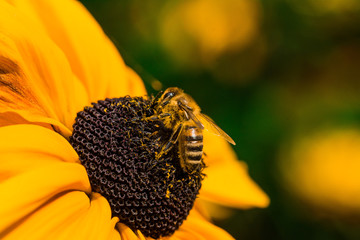 bee on sunflower