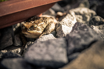 Kröte Frogg