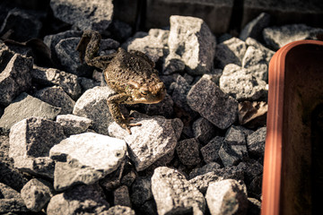 Kröte Frogg