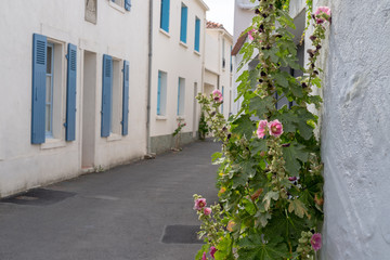 Pretty facades with hollyhock in the alleys of Noirmoutier french island