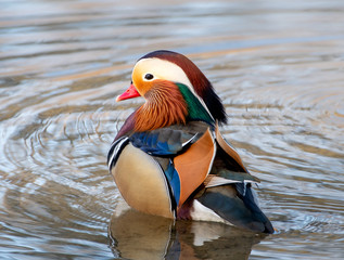 Mandarin Duck male