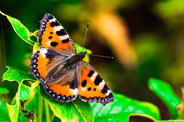 butterfly on a flower