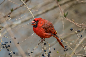 Red cardinal eating berries