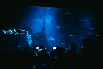Fototapeta na wymiar People taking photos in an aquarium