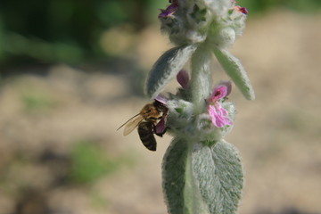 bee collects pollen