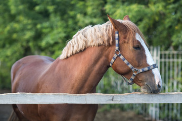 Obraz premium Horse profile portrait hanoverian red brown color with white strip line
