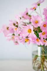 Bouquet of pink flowers. Cosmea. Light background, sunny day