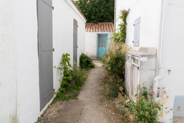 Fototapeta na wymiar flowered hollyhock alley on isle of Noirmoutier in France